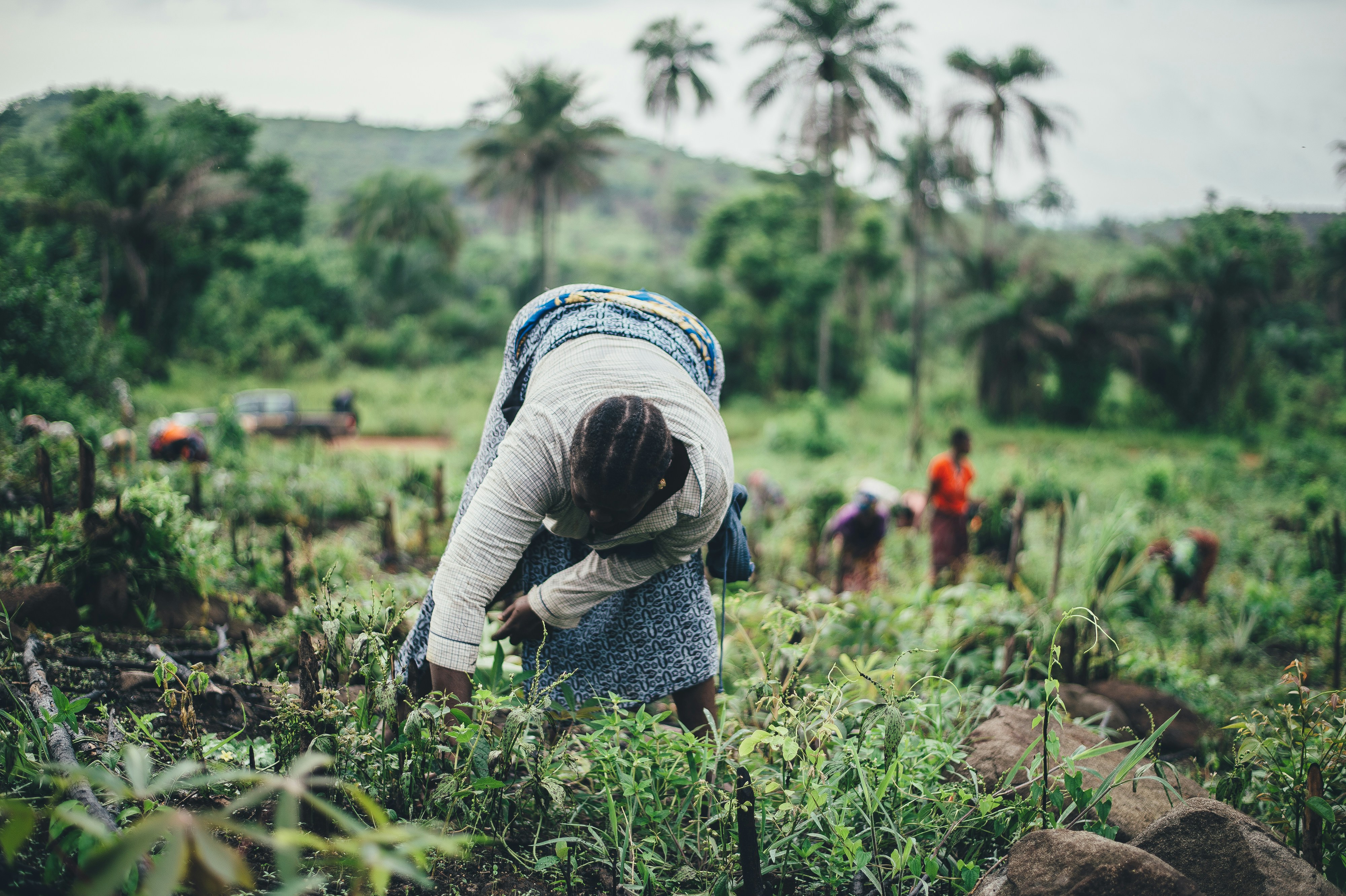 Farmers in the Rice Farm